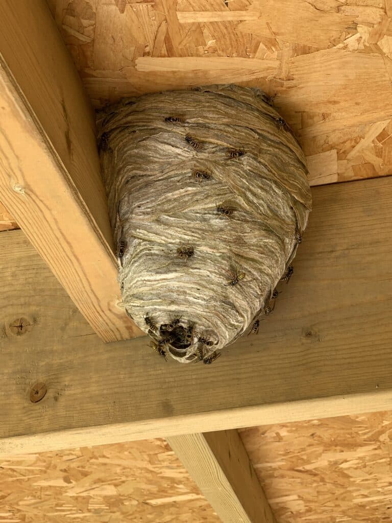 Wasp nest on a shed roof